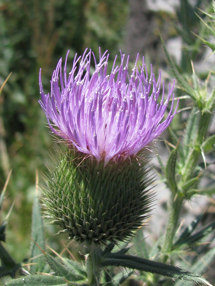 Изображение особи род Cirsium.