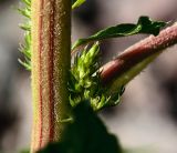 Amaranthus retroflexus