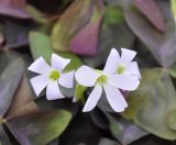 Oxalis