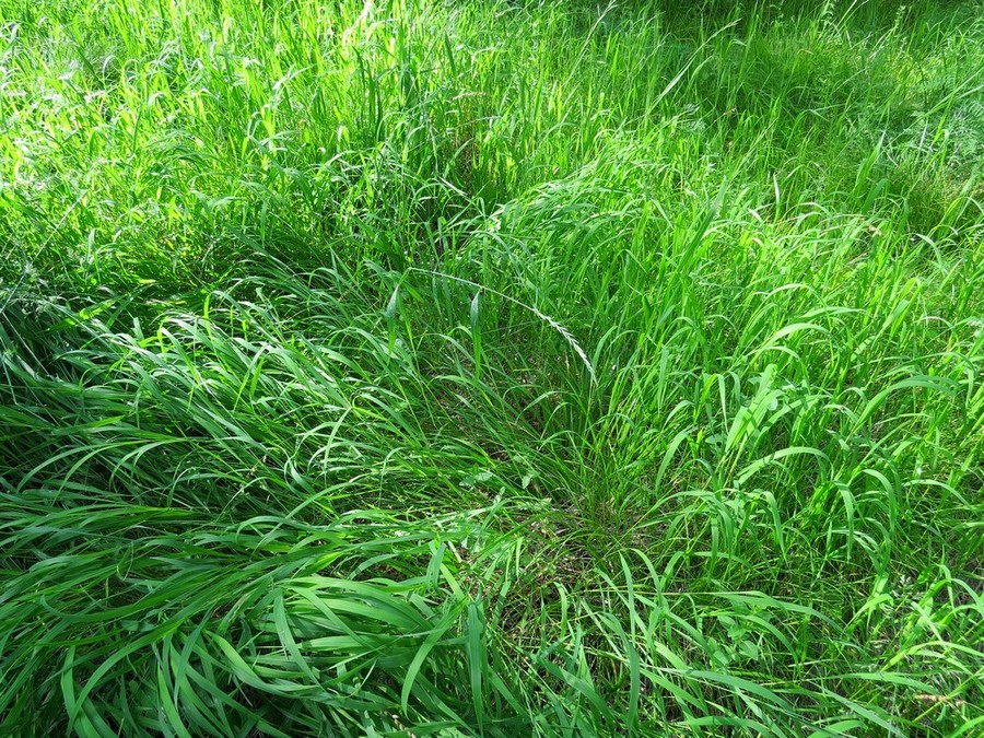 Изображение особи Brachypodium pinnatum.