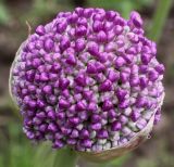 Allium giganteum