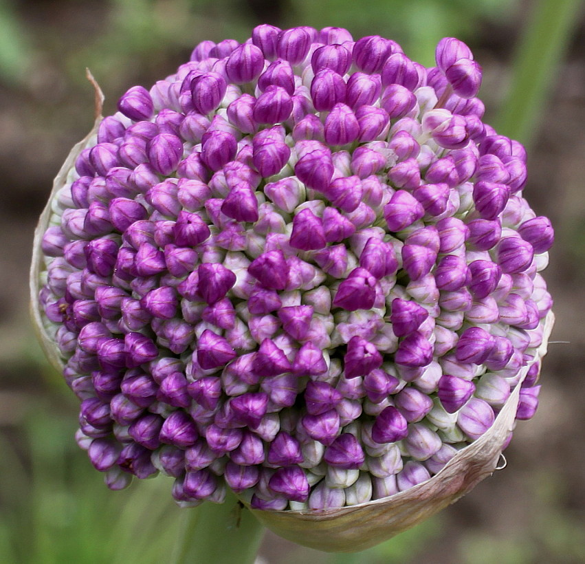 Изображение особи Allium giganteum.