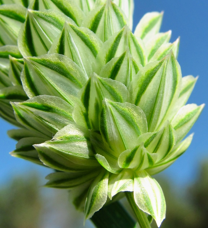 Изображение особи Phalaris canariensis.