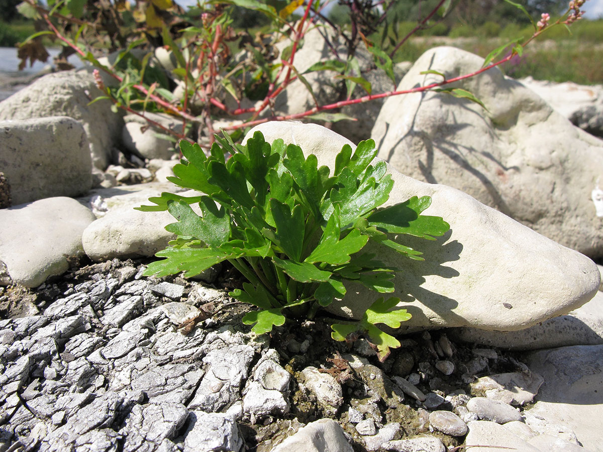 Изображение особи Ranunculus sceleratus.