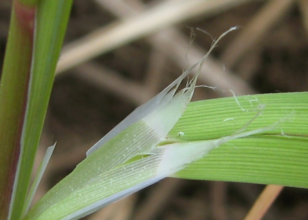 Image of Glyceria notata specimen.