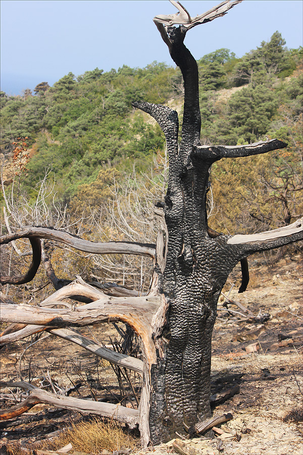 Image of Juniperus excelsa specimen.