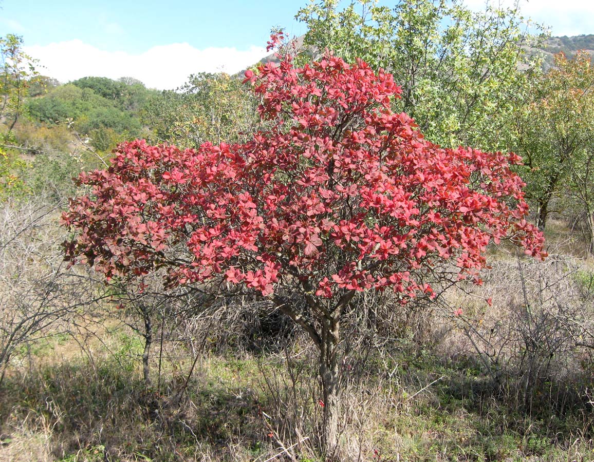 Изображение особи Cotinus coggygria.