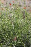 Acanthophyllum borsczowii. Верхушка вегетирующего растения. Южный Казахстан, восточная граница пустыни Кызылкум. 07.05.2013.
