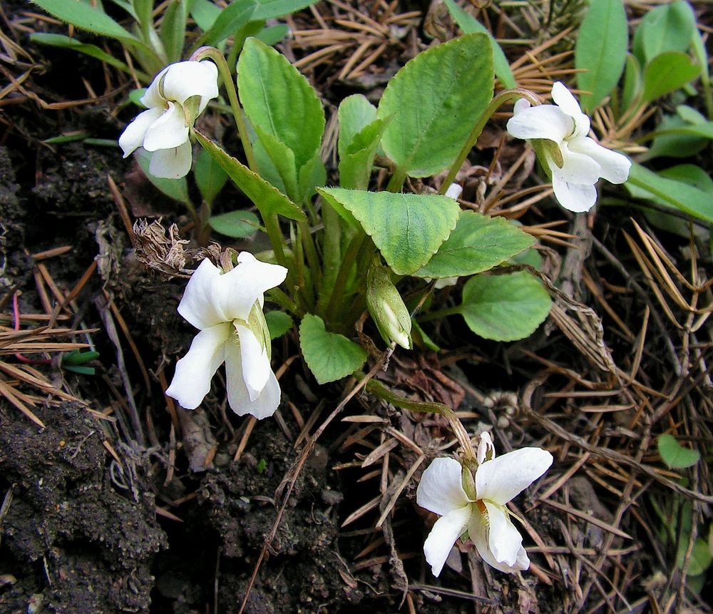 Изображение особи Viola pacifica.