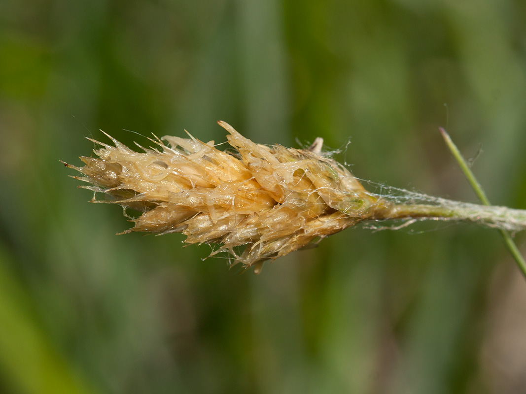 Изображение особи Sesleria caerulea.