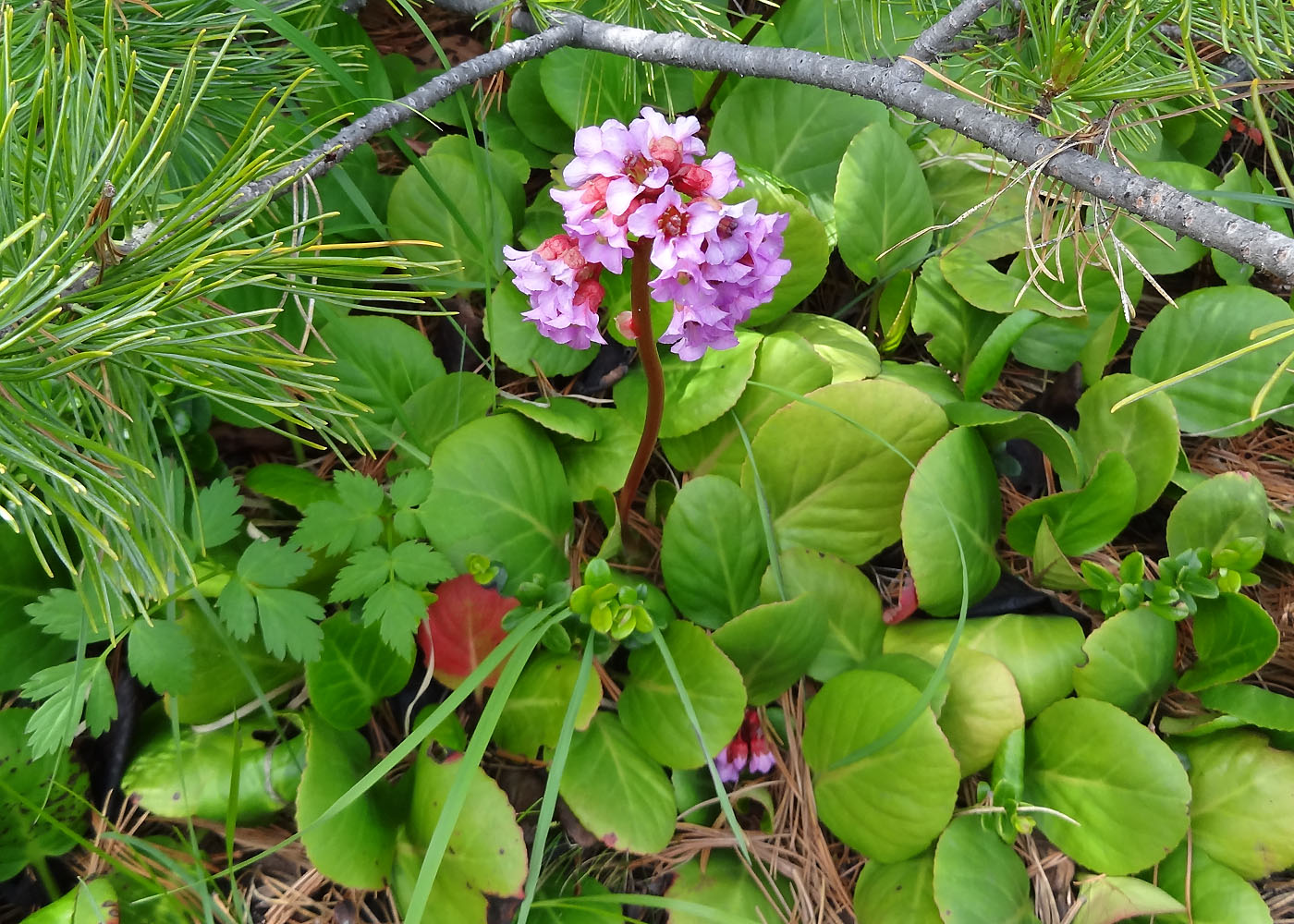 Изображение особи Bergenia crassifolia.