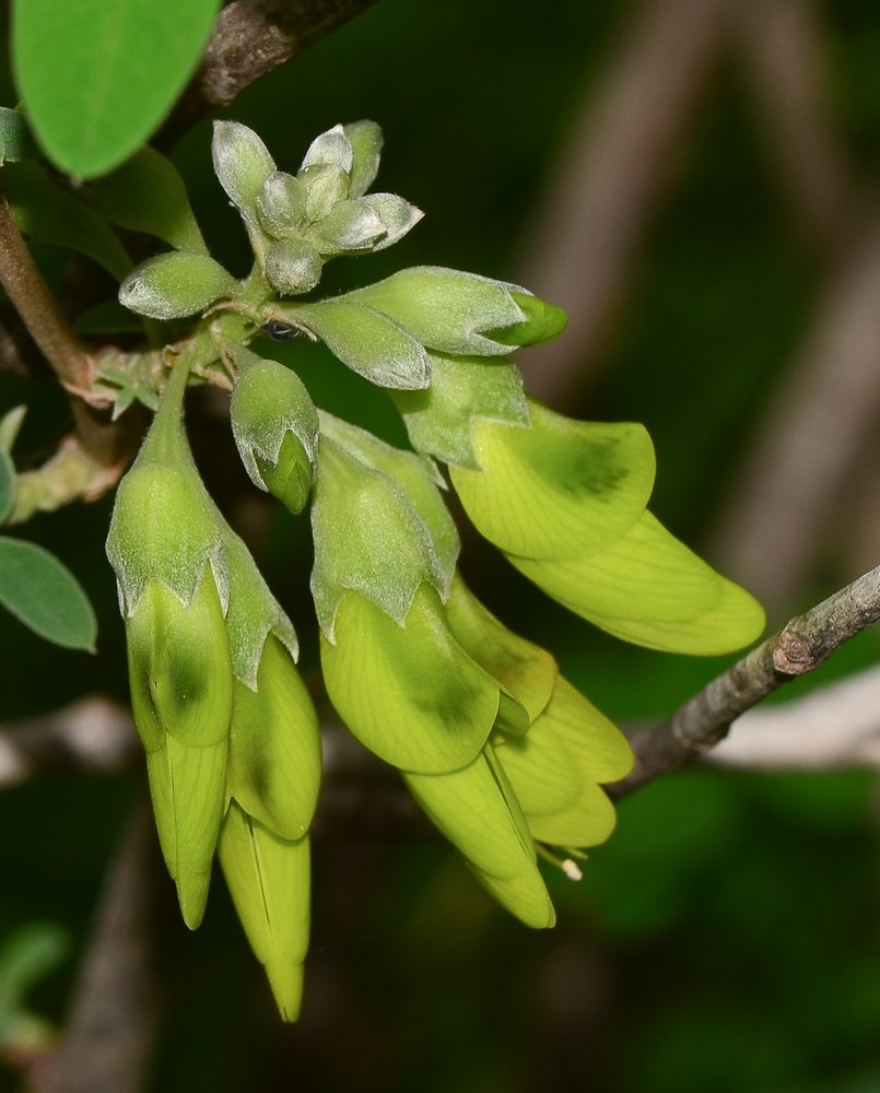 Изображение особи Anagyris foetida.