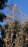 Quercus robur форма fastigiata. Верхняя часть кроны покоящегося дерева ('Fastigiata'). Германия, г. Bad Lippspringe, Kaiser-Karls Park. 02.02.2014.