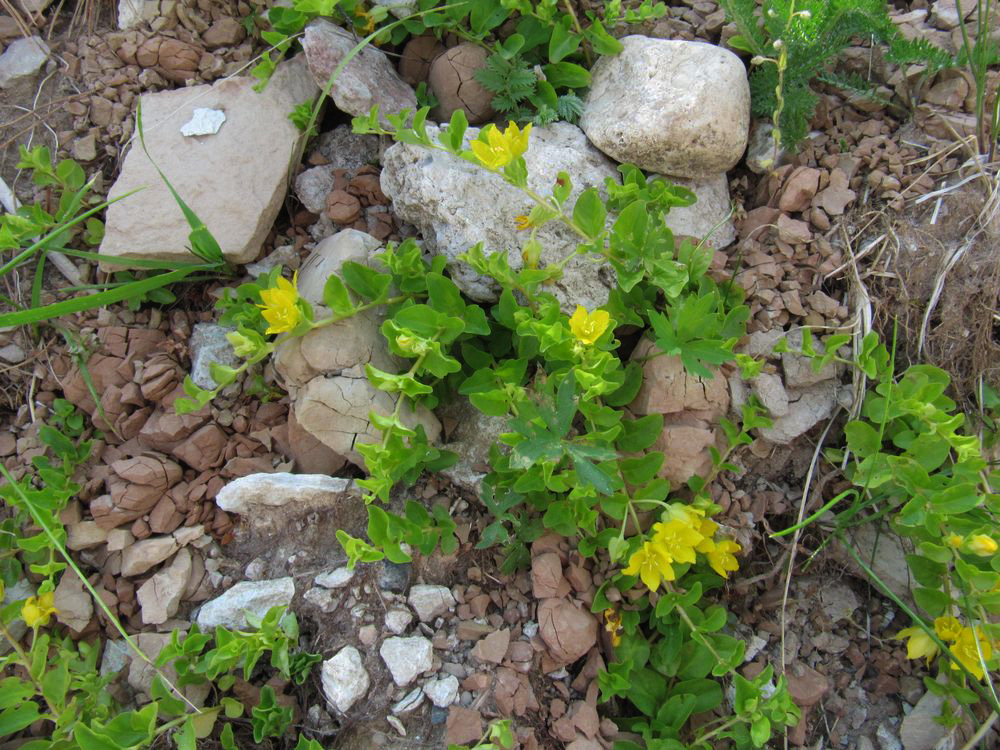 Image of Lysimachia nummularia specimen.