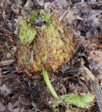 Gunnera tinctoria. Развивающийся побег. Германия, г. Дюссельдорф, Ботанический сад университета. 02.03.2014.