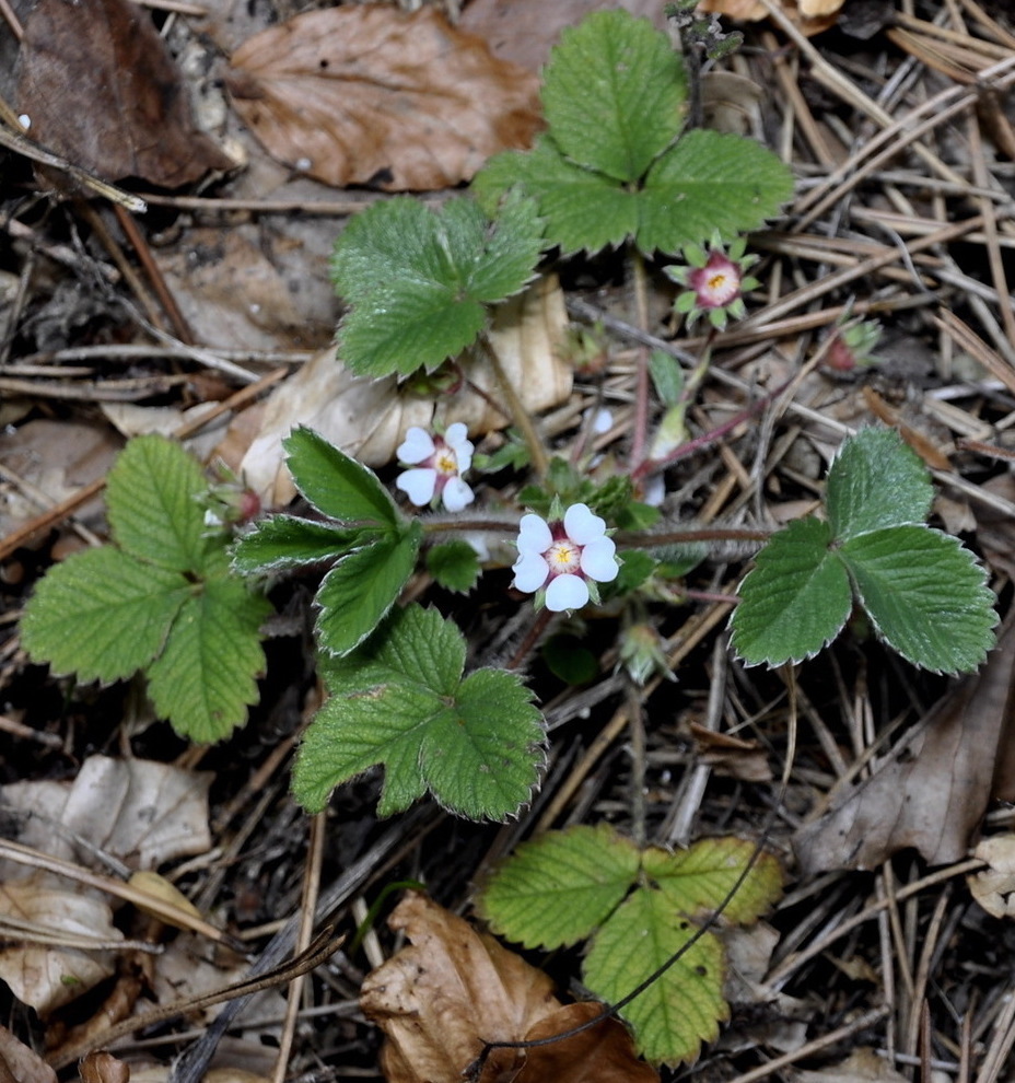 Image of Potentilla micrantha specimen.
