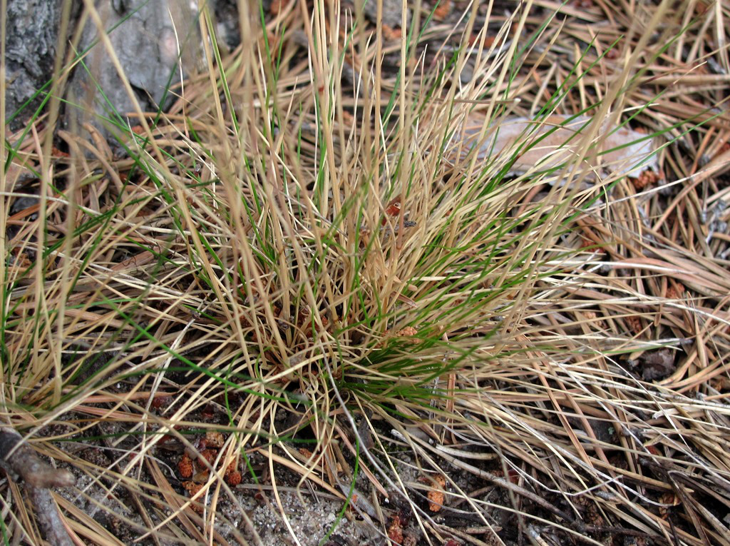 Изображение особи Festuca ovina.
