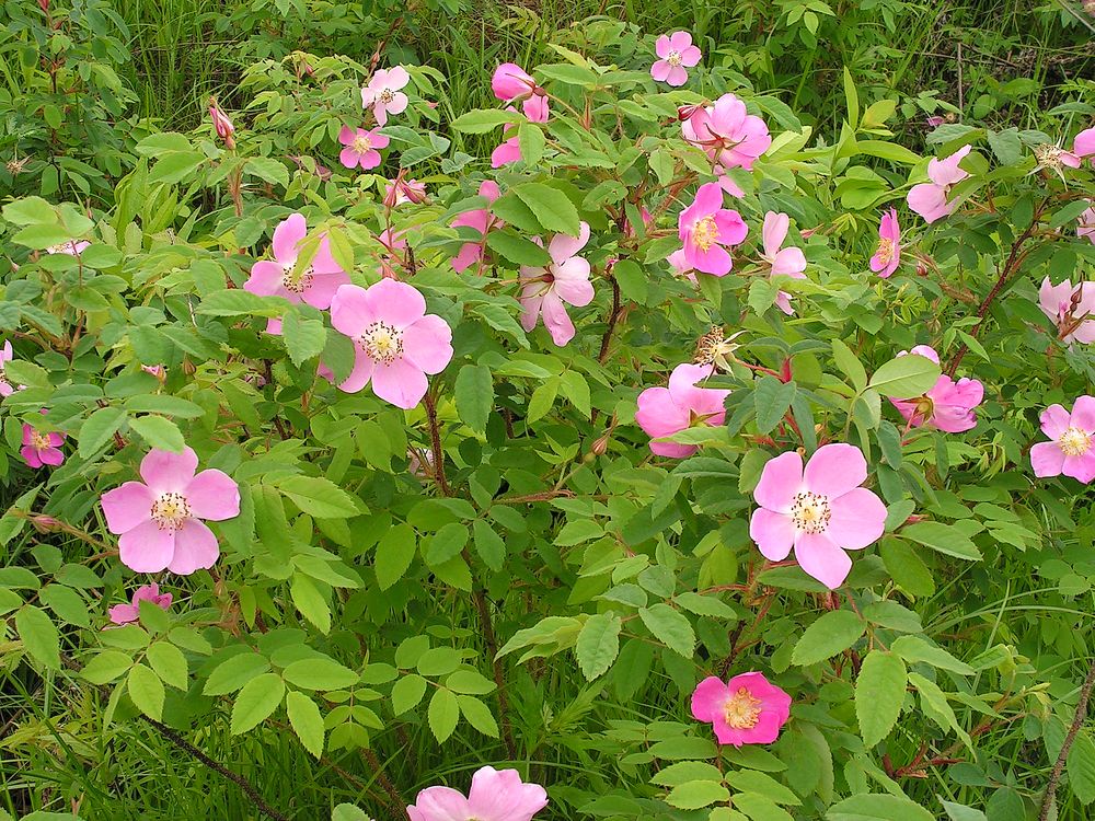 Image of Rosa acicularis specimen.