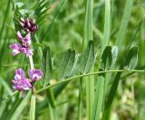 Vicia sepium