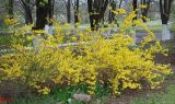 Forsythia europaea