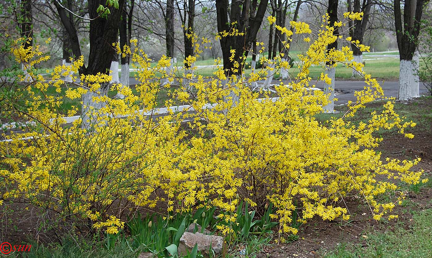 Изображение особи Forsythia europaea.