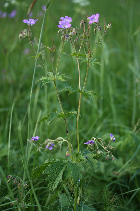 Image of Geranium sylvaticum specimen.