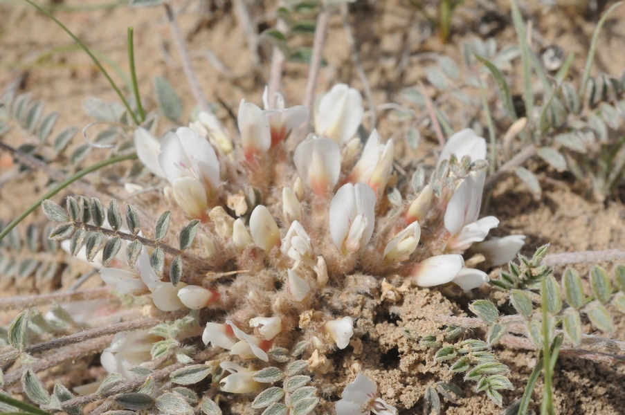 Image of Astragalus scabrisetus specimen.