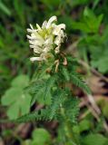 Pedicularis sibthorpii. Верхушка цветущего растения. Краснодарский край, Апшеронский р-н, окр. пос. Мезмай, хребет Гуама, Орлиная скала. 28.04.2014.