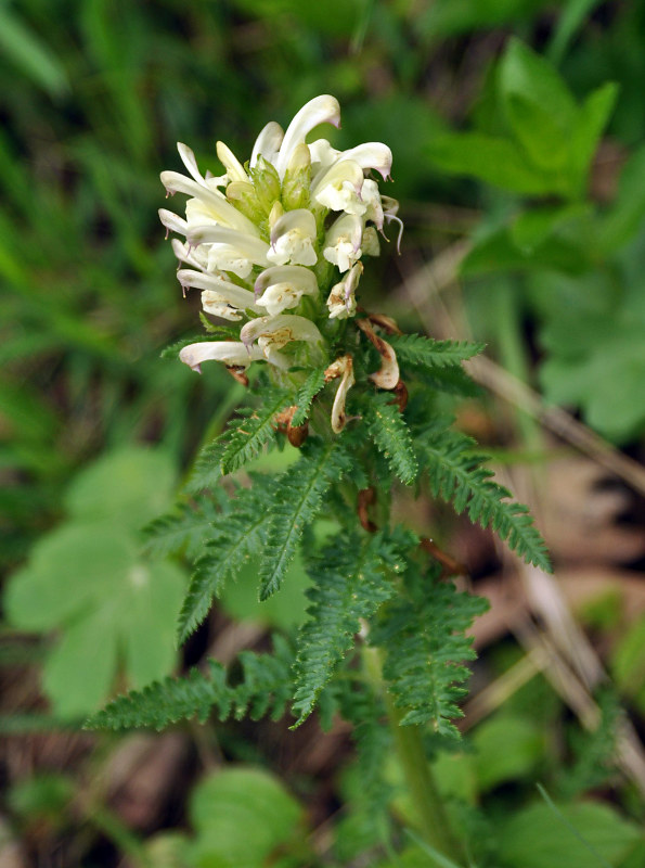 Изображение особи Pedicularis sibthorpii.