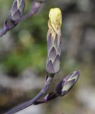 Lactuca tuberosa. Нераспустившееся соцветие. Греция, Халкидики. 20.05.2014.