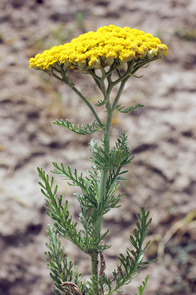 Изображение особи Achillea arabica.