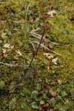 Pedicularis lapponica. Отцветающее растение на влажном моховом ковре с Salix herbacea. Окрестности Мурманска, северный склон Лисьей сопки. Конец августа 2008 г.