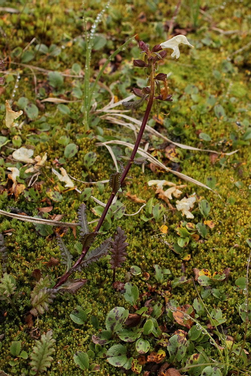 Изображение особи Pedicularis lapponica.