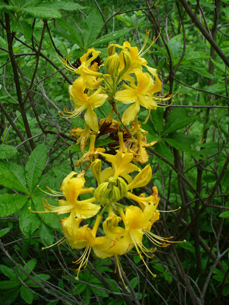 Image of Rhododendron luteum specimen.