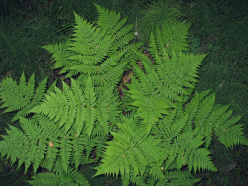 Image of Dryopteris expansa specimen.