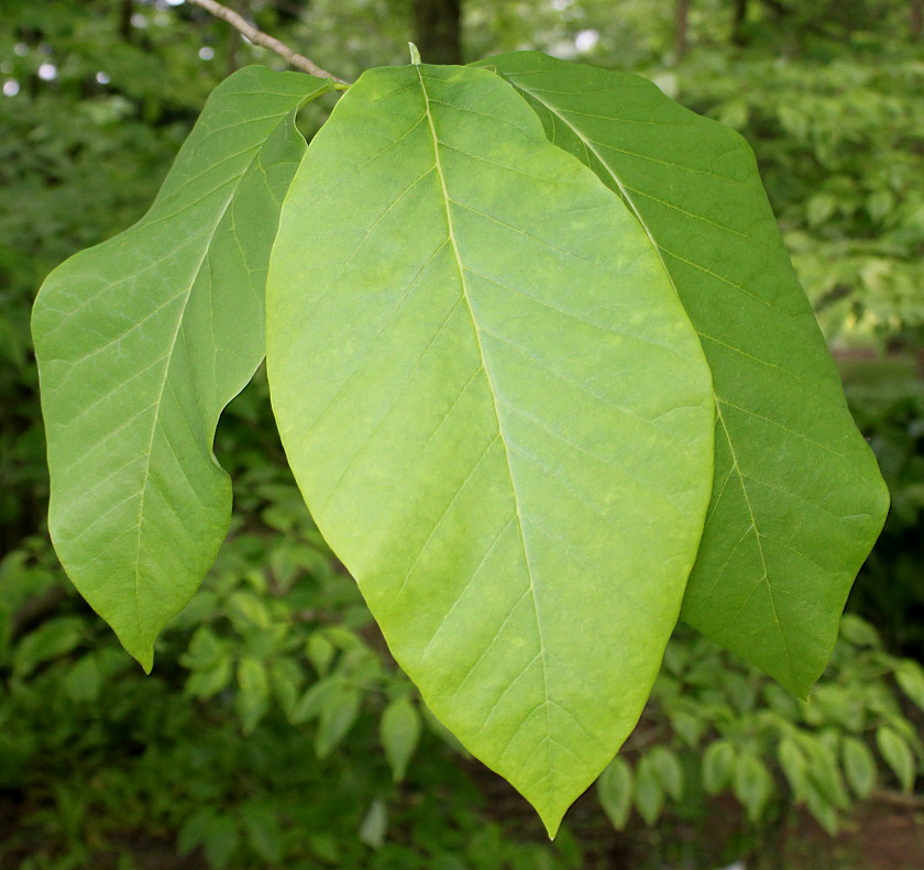 Image of Magnolia acuminata specimen.