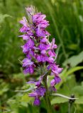род Dactylorhiza