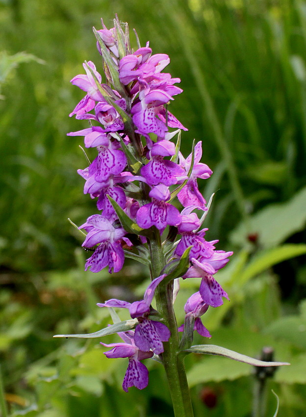 Image of genus Dactylorhiza specimen.