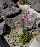 Coccyganthe flos-cuculi. Цветущие растения. Германия, г. Дюссельдорф, Ботанический сад университета. 04.05.2014.