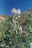 Polygala hybrida