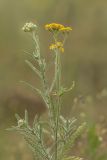 Achillea leptophylla