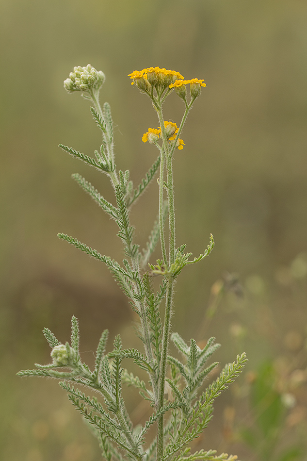 Изображение особи Achillea leptophylla.