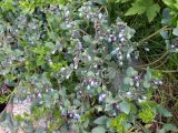 Mertensia maritima. Обильно цветущее растение (в сообществе с гонкенией). Кольский полуостров, Восточный Мурман, губа Ярнышная. 20.07.2009.