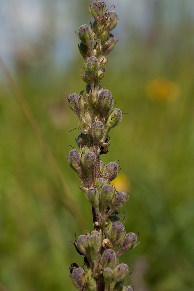 Image of Verbascum nigrum specimen.