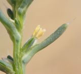 Salsola tragus. Часть побега с цветками. Ростовская обл., Неклиновский р-н, Новобессергеневское с/п, побережье Таганрогского зал. 07.08.2014.