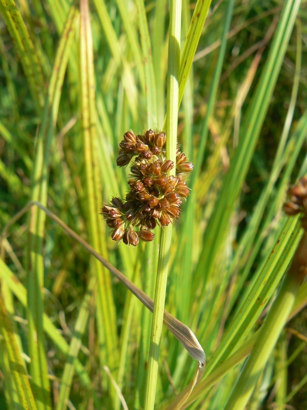 Image of Juncus conglomeratus specimen.