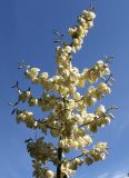 Yucca filamentosa. Верхняя часть соцветия. Германия, г. Дюссельдорф, Ботанический сад университета. 03.07.2014.