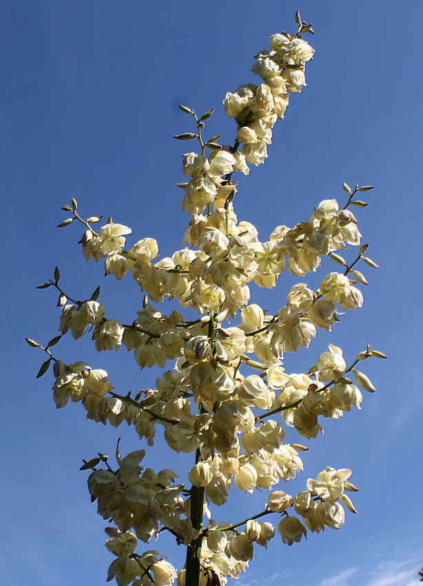 Изображение особи Yucca filamentosa.