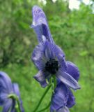 Aconitum baicalense