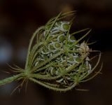 Tordylium trachycarpum